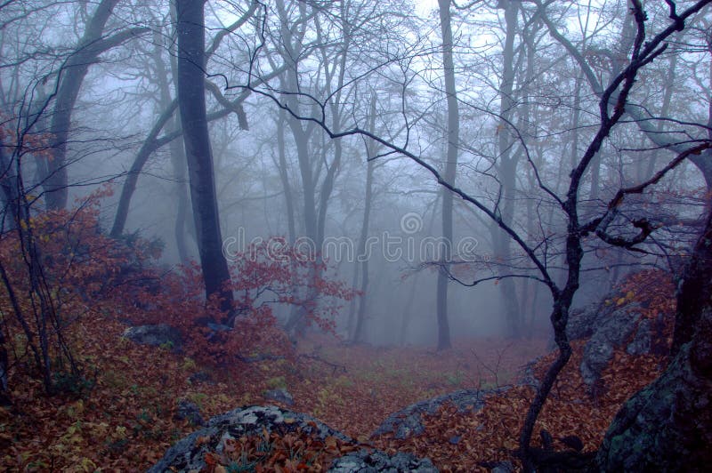 Floresta misteriosa imagem de stock