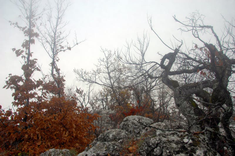 Floresta misteriosa foto de stock royalty free