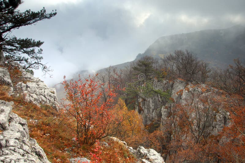 Floresta misteriosa fotos de stock royalty free