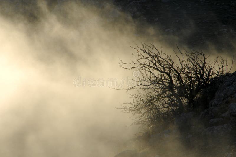 Floresta misteriosa imagem de stock