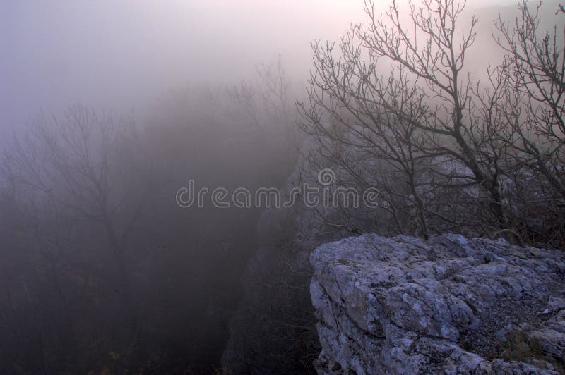 Floresta misteriosa imagem de stock