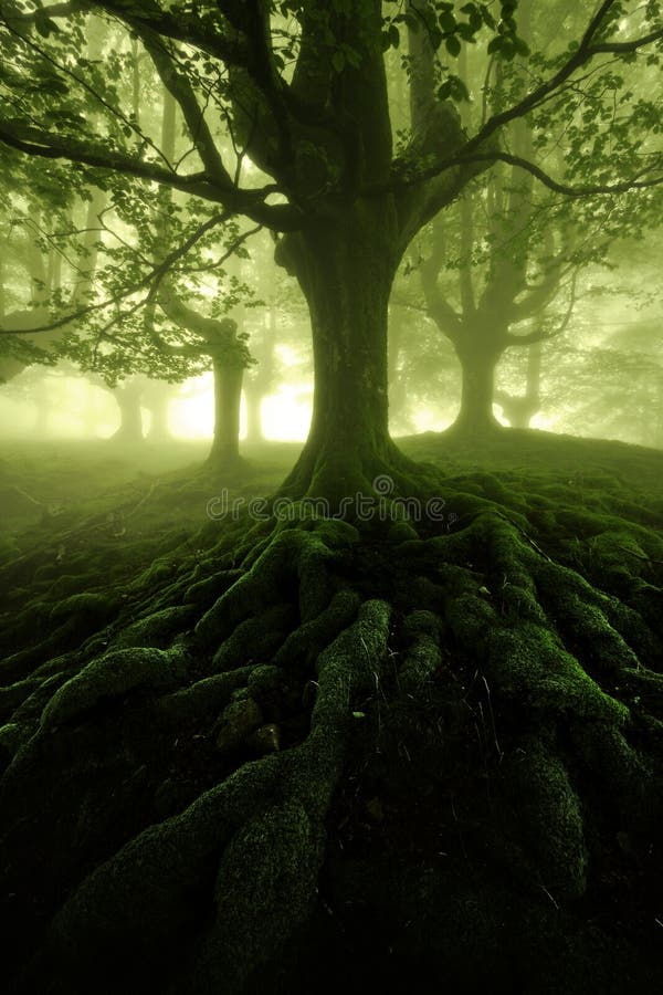 Floresta misteriosa imagens de stock