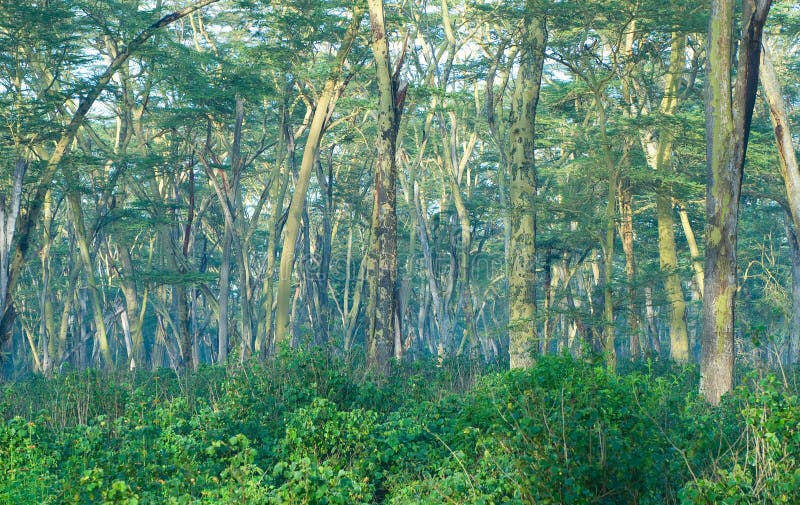 Floresta misteriosa foto de stock royalty free