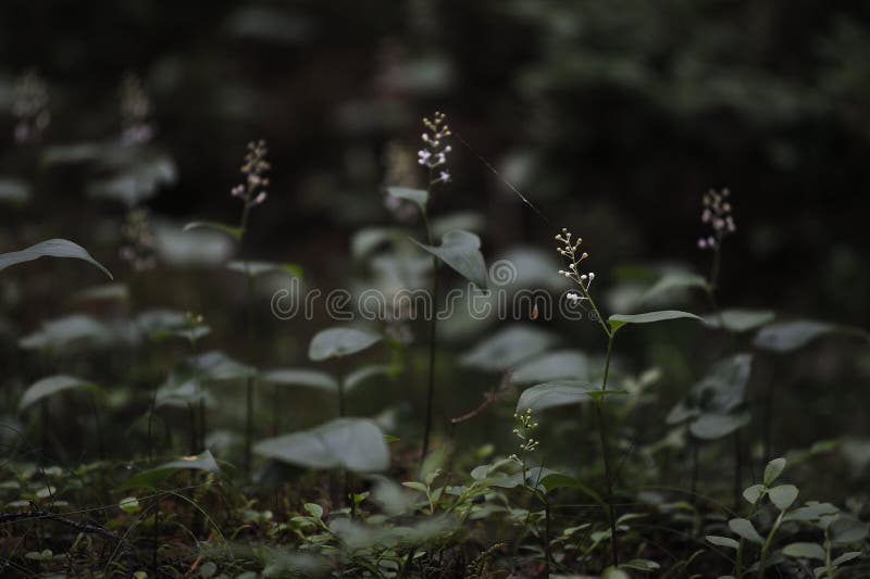 Floresta misteriosa imagem de stock