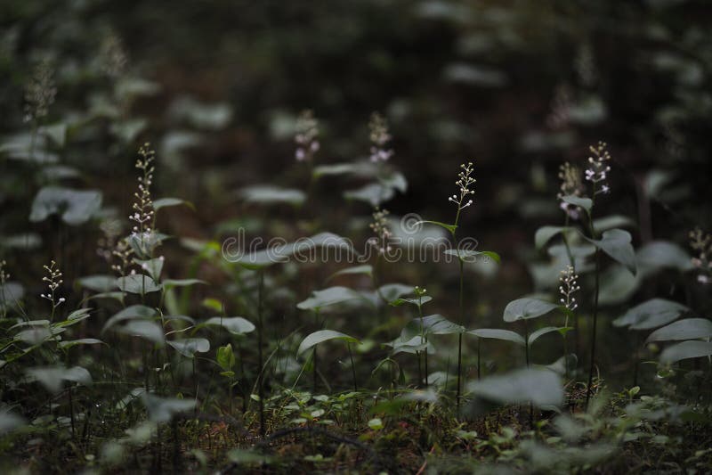 Floresta misteriosa imagens de stock