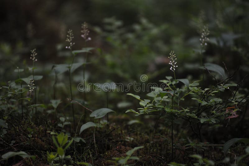Floresta misteriosa imagem de stock