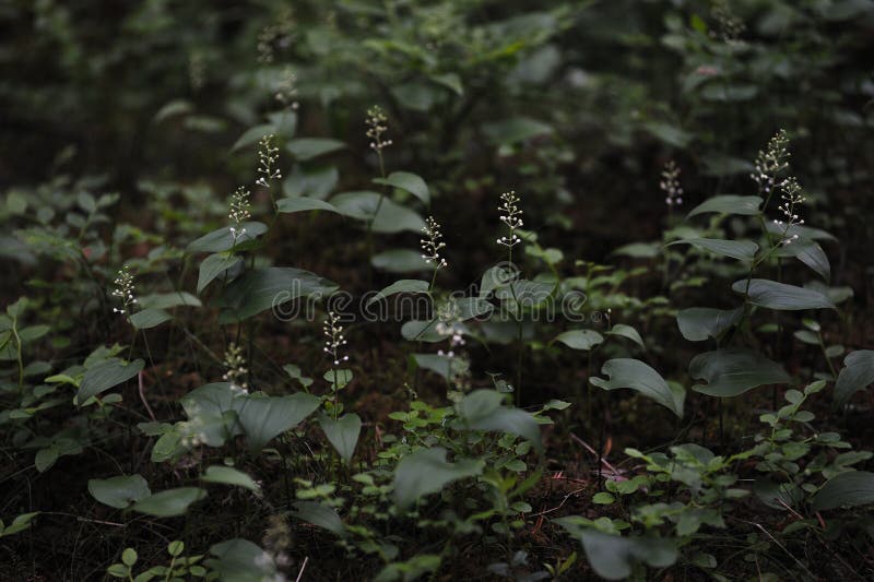 Floresta misteriosa imagens de stock