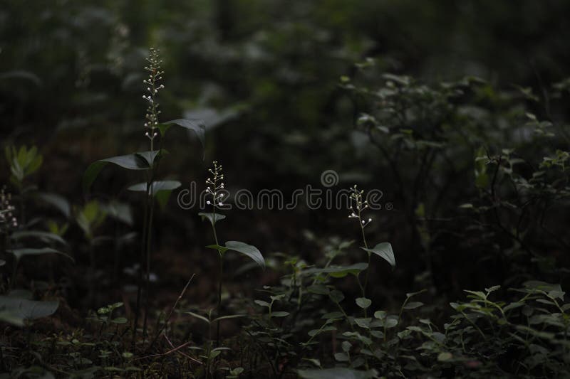 Floresta misteriosa fotografia de stock royalty free