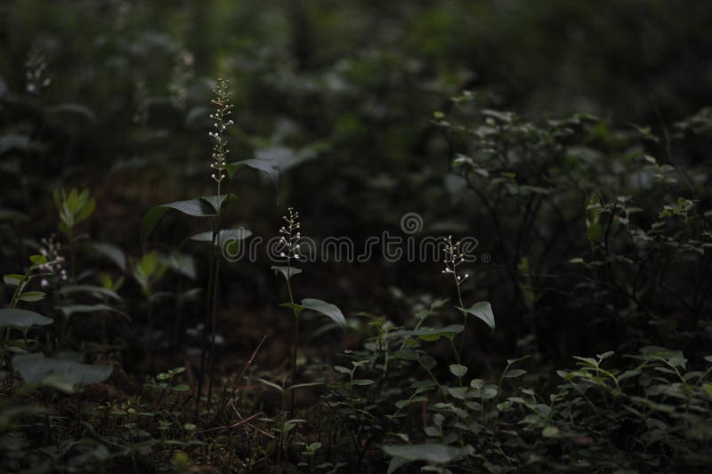 Floresta misteriosa imagem de stock royalty free