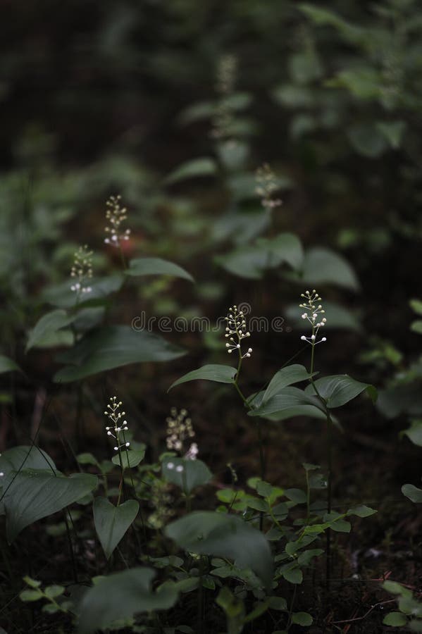 Floresta misteriosa fotos de stock royalty free