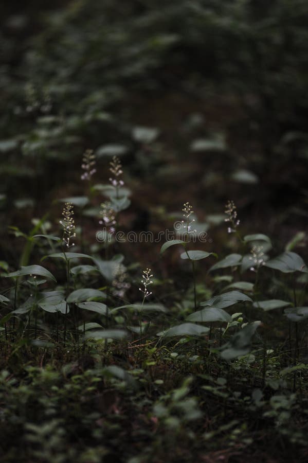 Floresta misteriosa imagens de stock