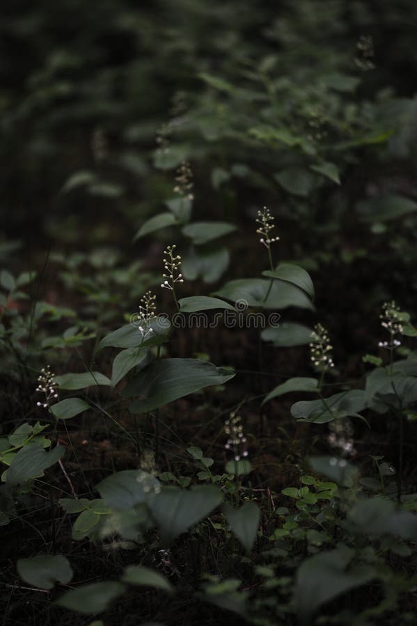 Floresta misteriosa foto de stock royalty free