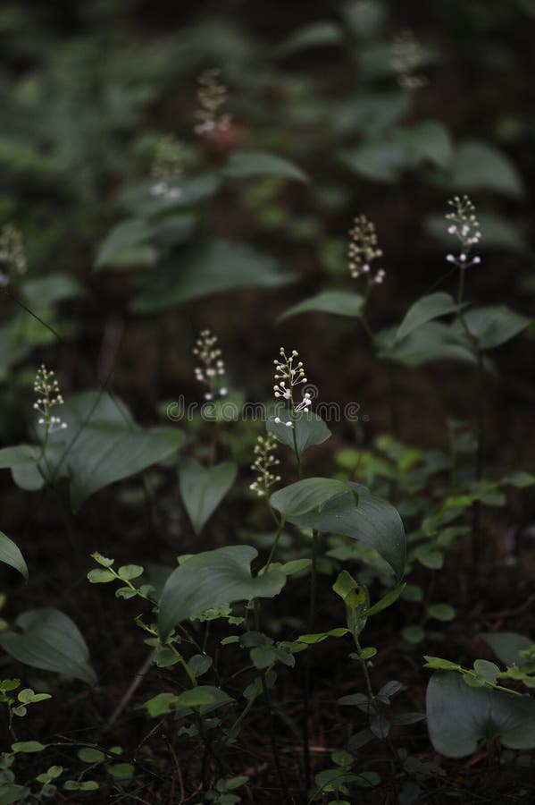 Floresta misteriosa fotos de stock royalty free