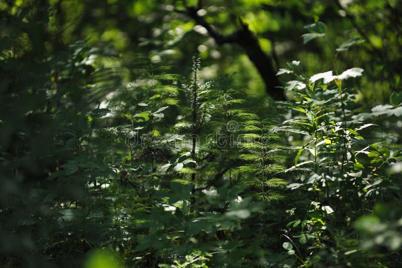 Floresta misteriosa imagens de stock