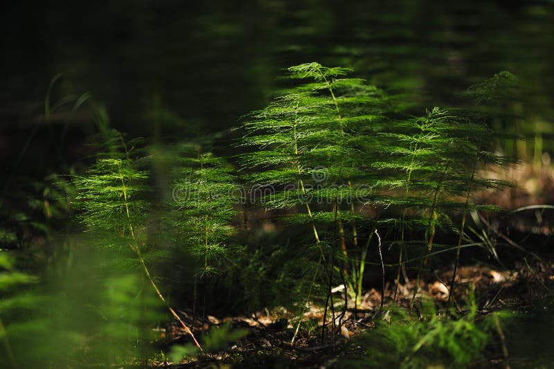 Floresta misteriosa fotografia de stock