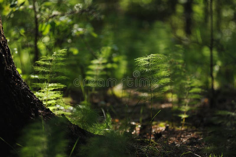 Floresta misteriosa foto de stock
