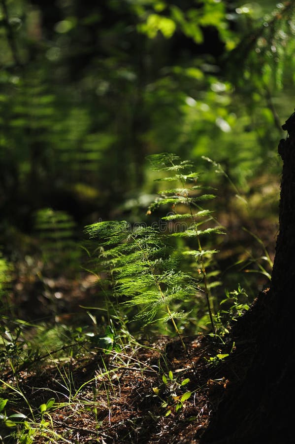 Floresta misteriosa imagem de stock royalty free