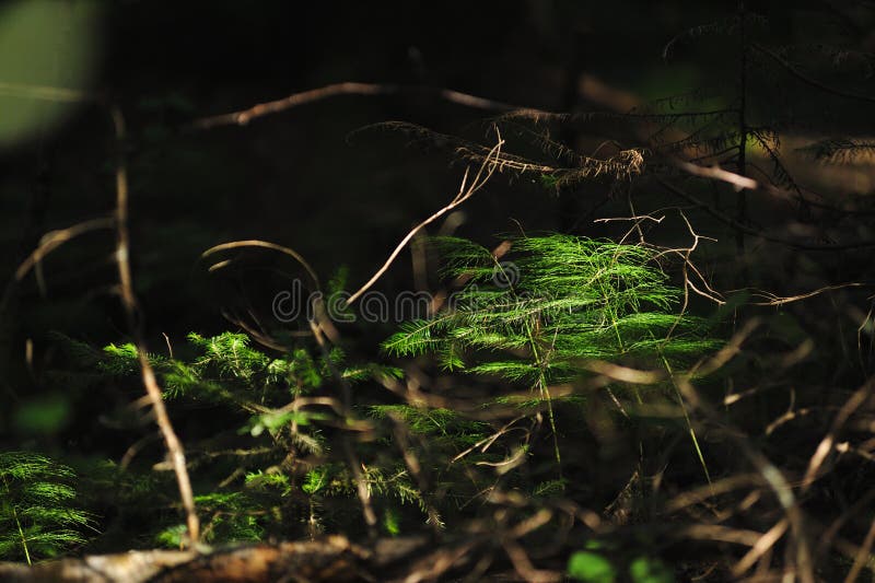 Floresta misteriosa fotografia de stock
