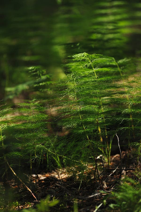 Floresta misteriosa fotos de stock royalty free