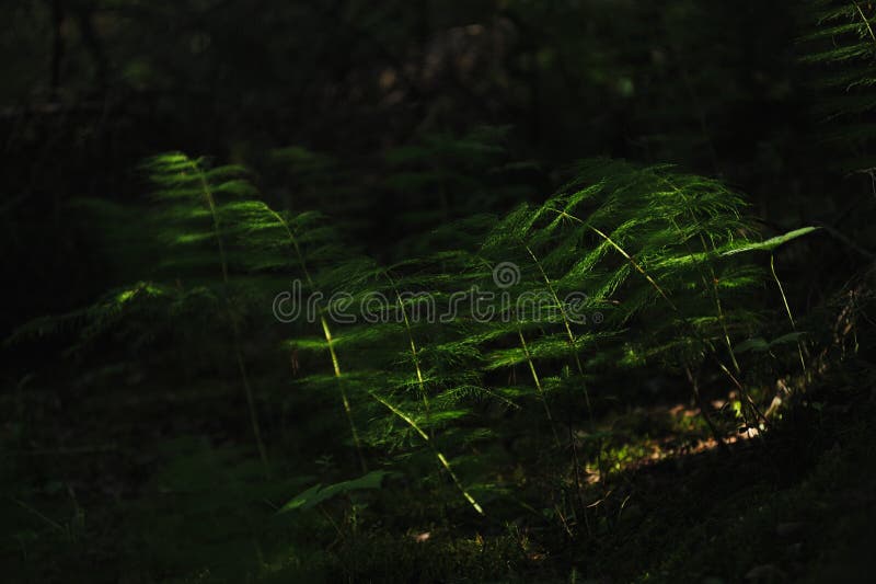Floresta misteriosa foto de stock royalty free