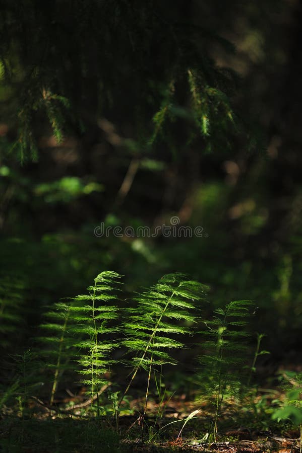 Floresta misteriosa fotos de stock royalty free