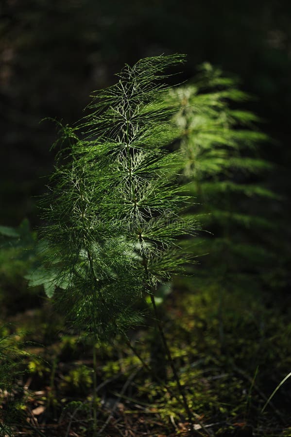 Floresta misteriosa fotos de stock royalty free