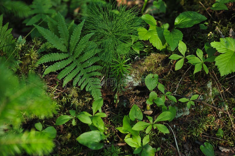 Floresta misteriosa fotos de stock royalty free