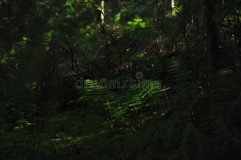 Floresta misteriosa foto de stock royalty free