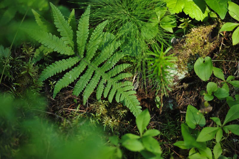 Floresta misteriosa fotografia de stock royalty free