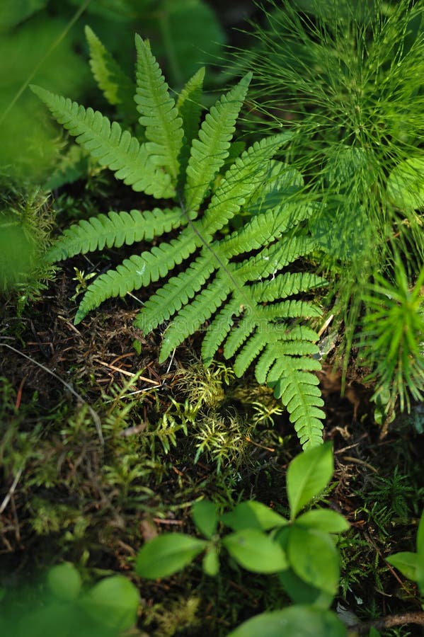 Floresta misteriosa imagem de stock