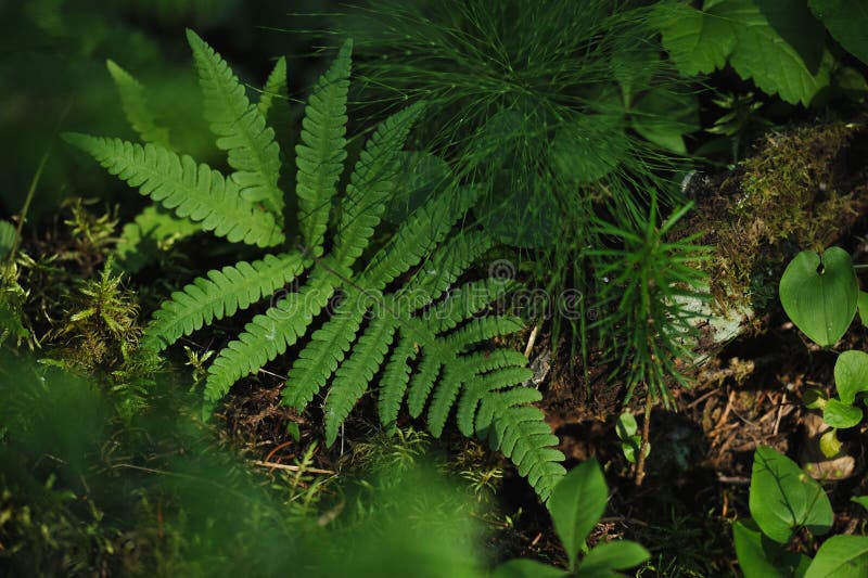 Floresta misteriosa imagens de stock royalty free