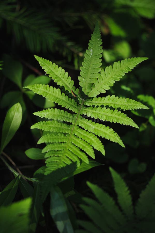 Floresta misteriosa fotografia de stock royalty free