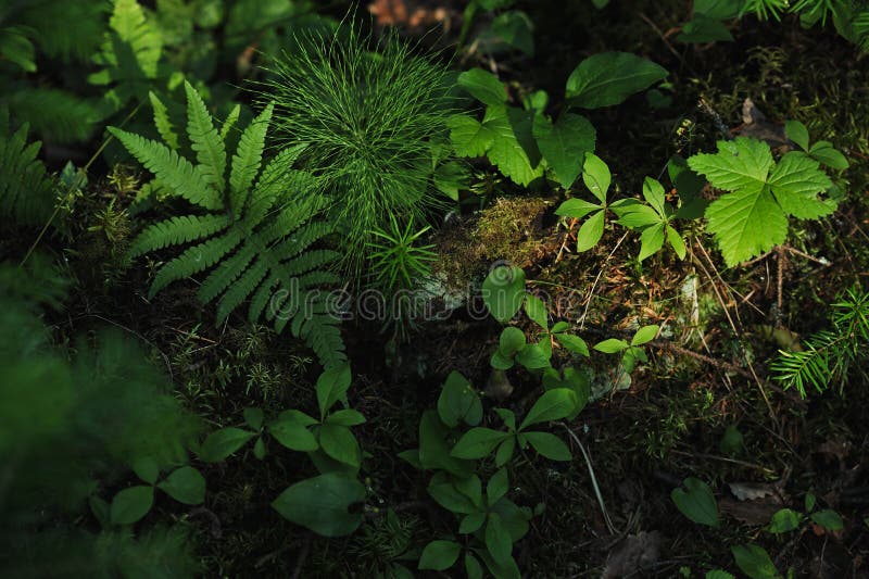 Floresta misteriosa fotos de stock