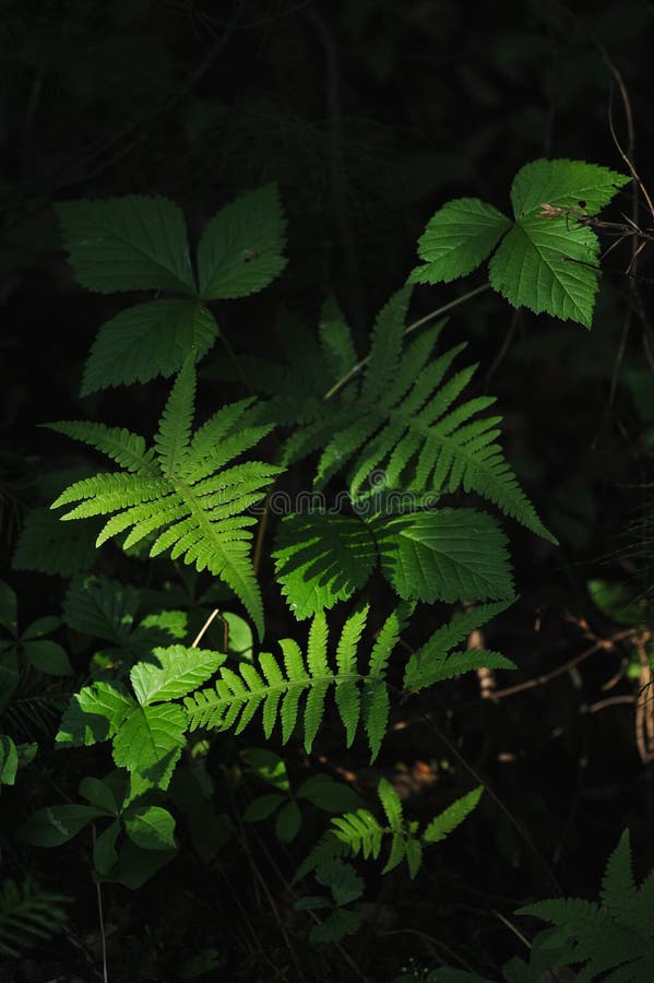 Floresta misteriosa foto de stock royalty free
