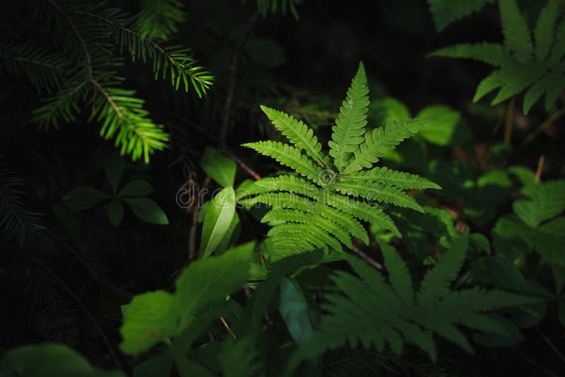 Floresta misteriosa imagens de stock
