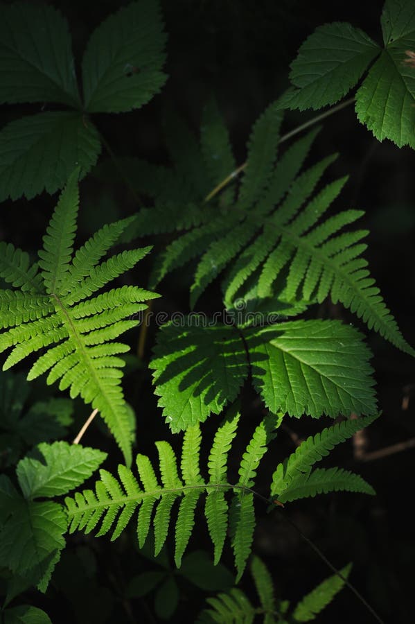 Floresta misteriosa fotos de stock royalty free