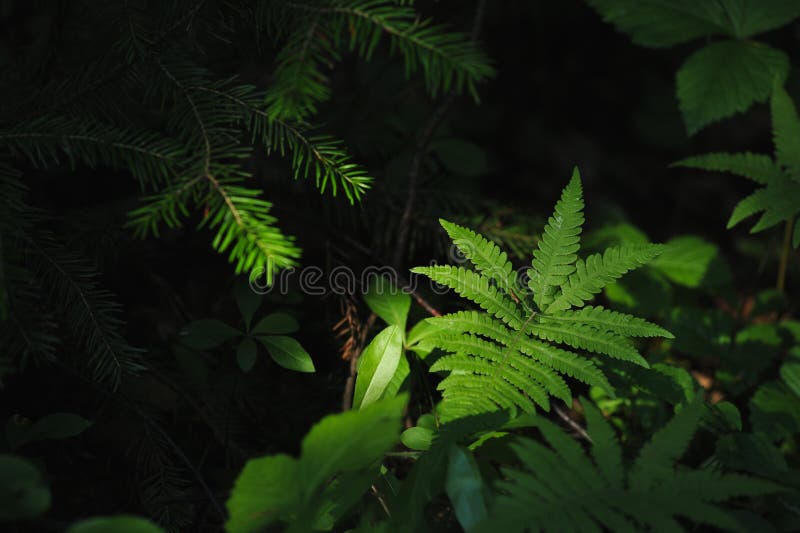 Floresta misteriosa fotos de stock