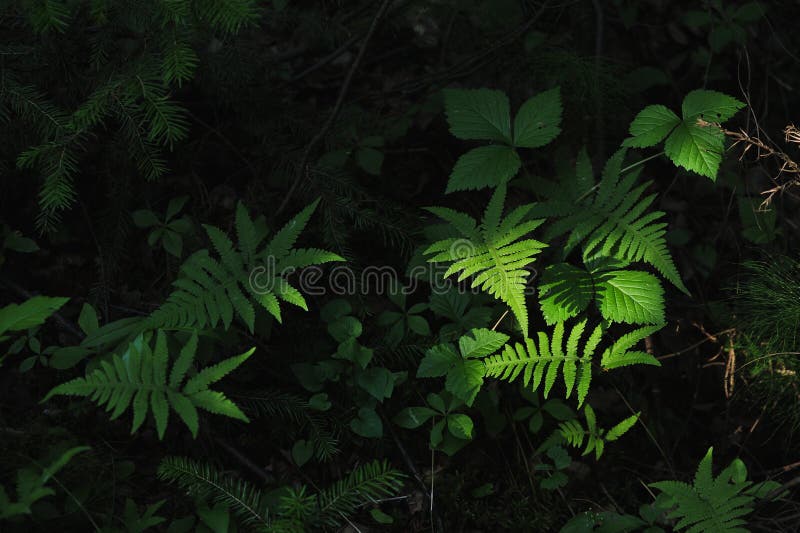 Floresta misteriosa fotos de stock royalty free