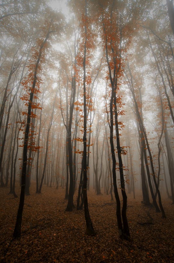 Floresta misteriosa com nevoeiro e árvores de folhas vermelhas fotografia de stock