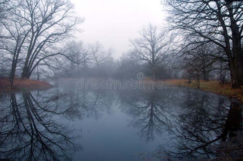 Floresta misteriosa na névoa imagens de stock royalty free