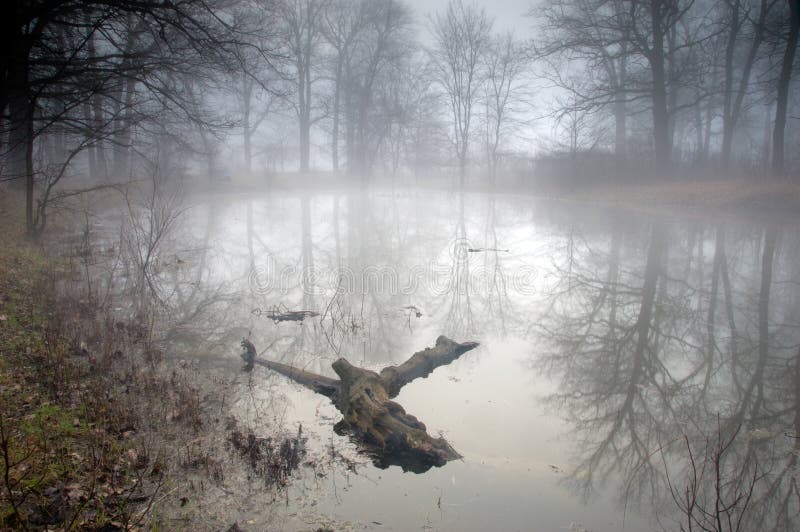Floresta misteriosa numa manhã de nevoeiro imagens de stock royalty free