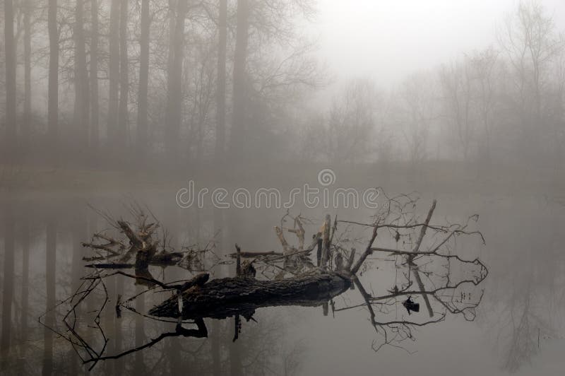 Floresta misteriosa numa manhã nevoeira foto de stock royalty free