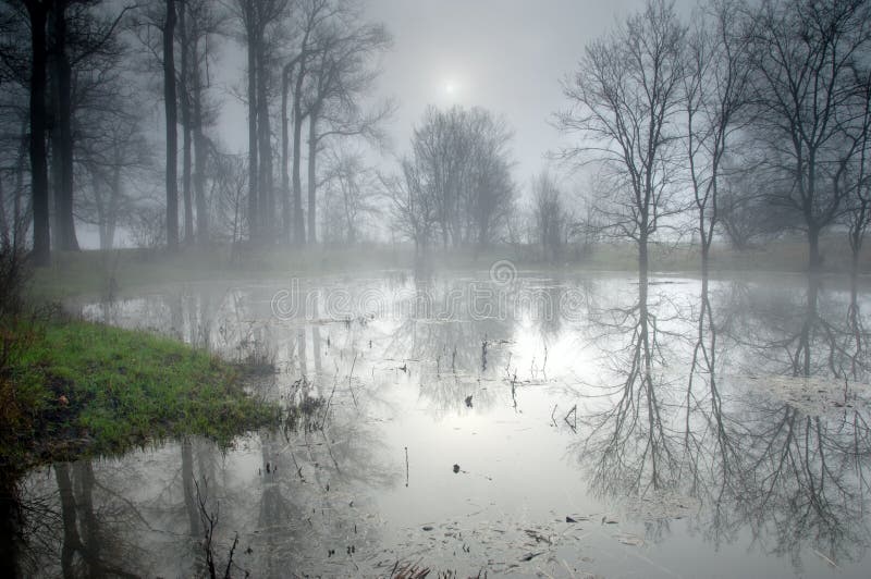 Floresta misteriosa numa manhã nevoeira imagens de stock royalty free