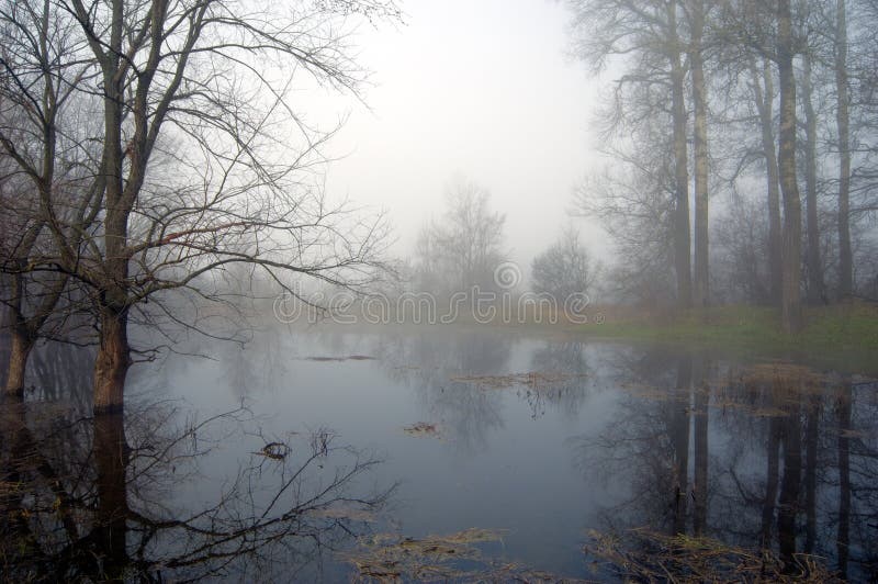 Floresta misteriosa numa manhã de nevoeiro fotografia de stock