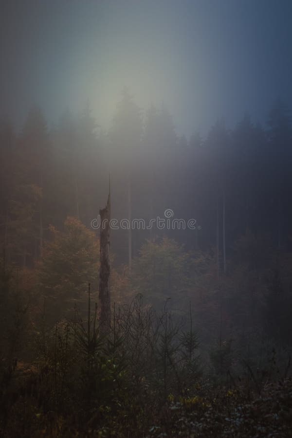 Floresta mágica do outono, paisagem romântica, enevoada, nevoenta fotos de stock Floresta mágica do outono, paisagem romântica, enevoada, nevoenta fotos de stock