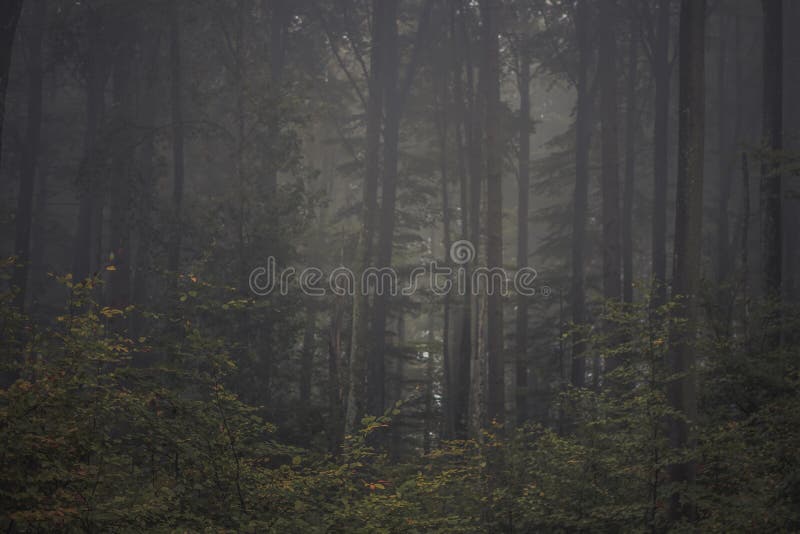 Floresta mágica do outono, paisagem romântica, enevoada, nevoenta imagem de stock royalty free Floresta mágica do outono, paisagem romântica, enevoada, nevoenta imagem de stock royalty free