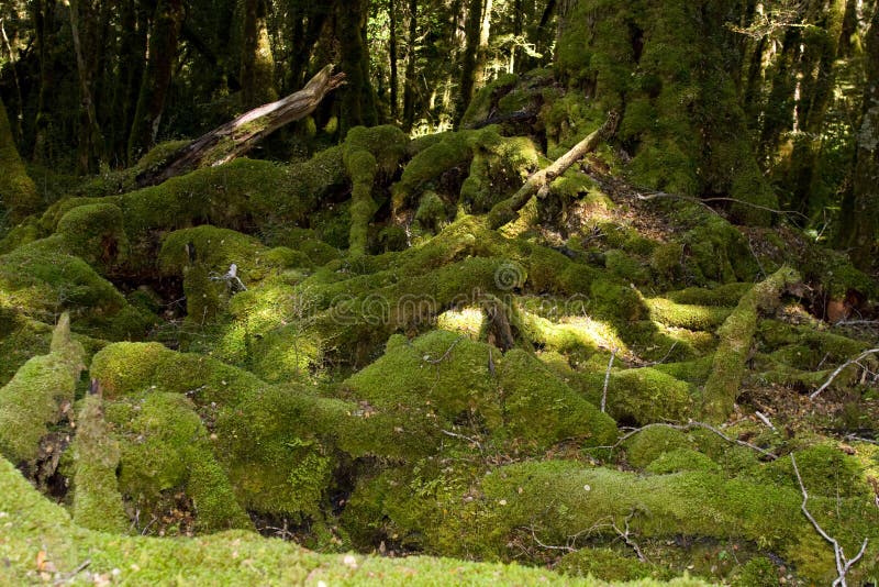 Tree and trunks overgrown with moss. Tree and trunks overgrown with moss