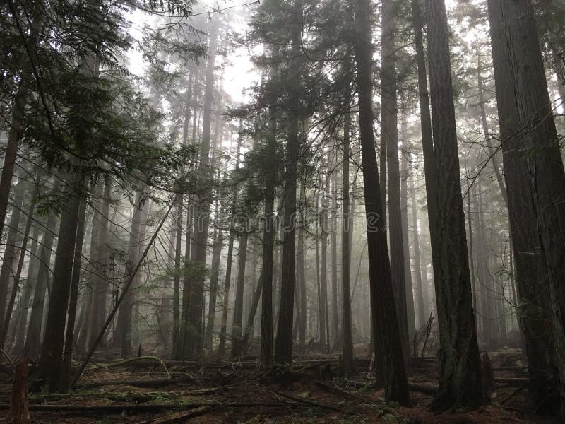 An eerie walk through the forest fog. An eerie walk through the forest fog