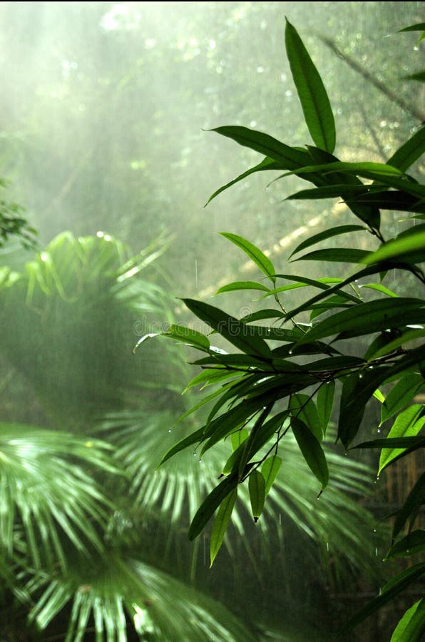Floresta tropical foto de stock Floresta tropical foto de stock