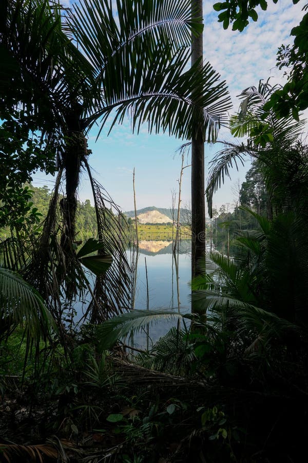 Tropical forest in Malaysia, thick with trees and a glimpse of a lake. Beautiful nature. Tropical forest in Malaysia, thick with trees and a glimpse of a lake. Beautiful nature.